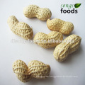 China Shandong Origin Peanut in Shell 9/11 11/13 geröstete Erdnuss